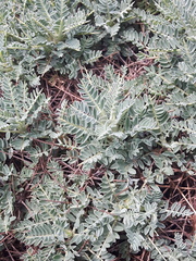 Astragalus terraccianoi