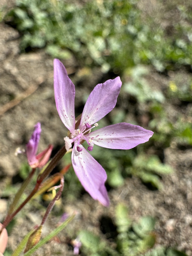 Waltham Creek clarkia (Clarkia modesta)