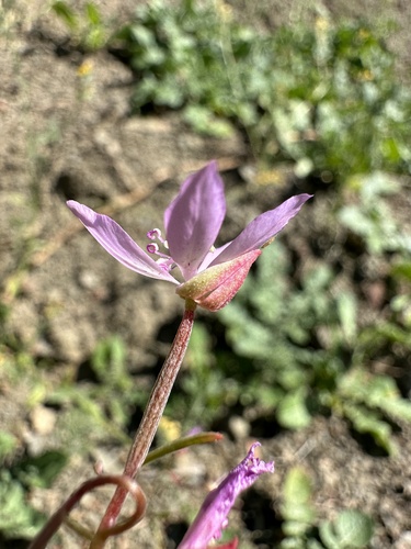 Image of Clarkia modesta by (c) Matt Berger, some rights reserved (CC BY)