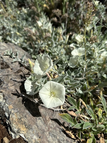 Image of Calystegia malacophylla by (c) Matt Berger, some rights reserved (CC BY)