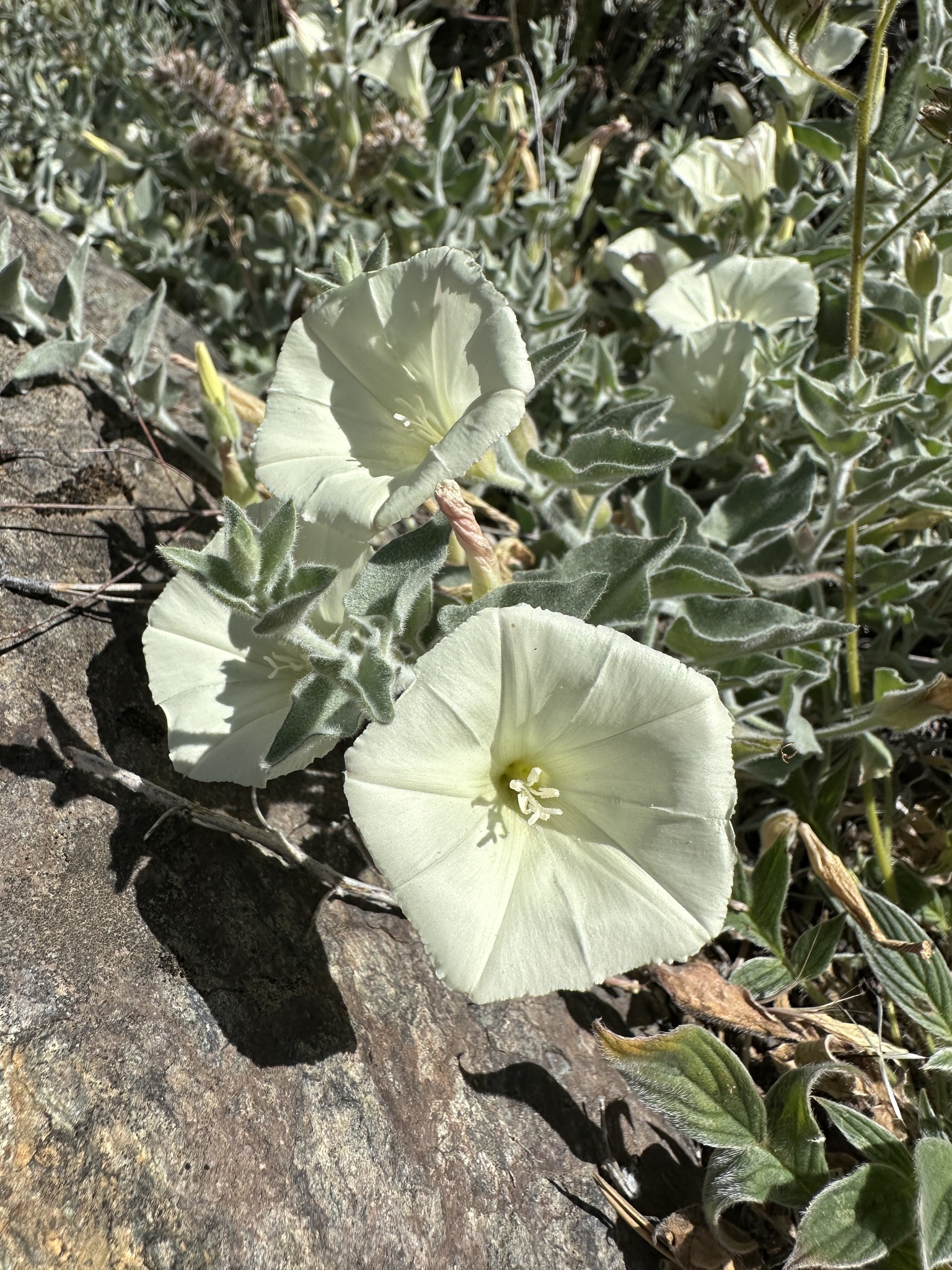 Calystegia malacophylla ssp. pedicellata