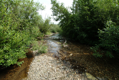 Ophiogomphus colubrinus
