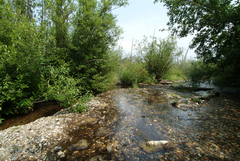 Ophiogomphus colubrinus