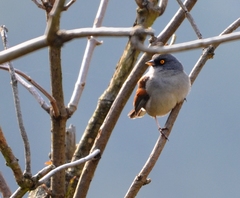 Junco