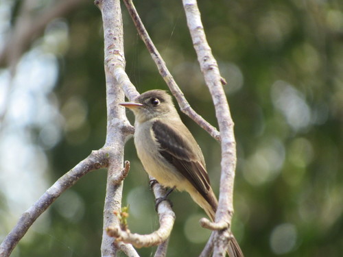 Contopus caribaeus