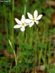 Narcissus deficiens