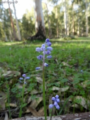 Muscari parviflorum