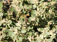 Glinus lotoides