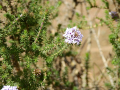Junellia juniperina