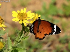 Danaus chrysippus
