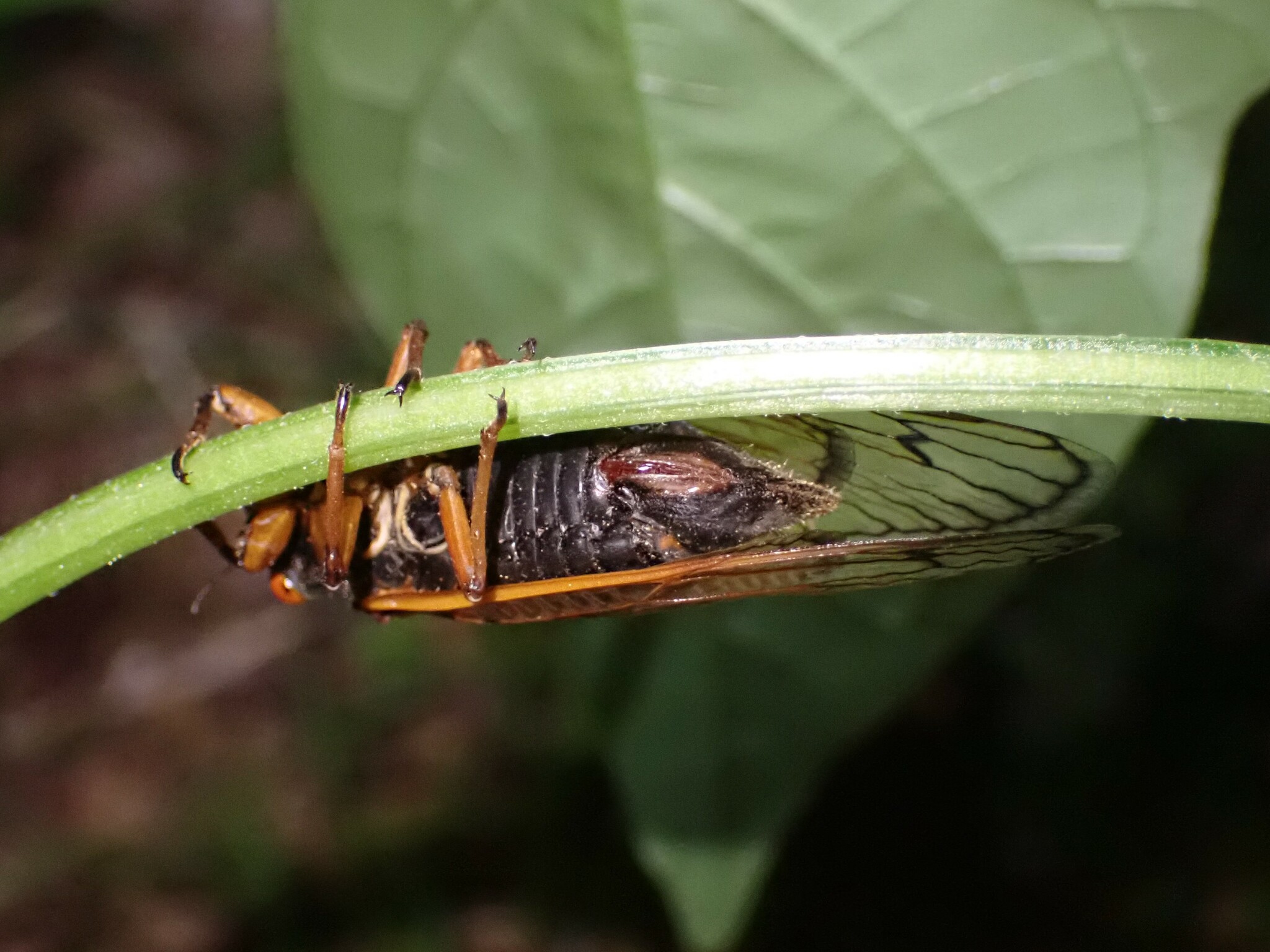 Cassin's 13-Year Cicada (Magicicada tredecassini) · iNaturalist
