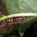 Cassin's 13-Year Cicada - Photo (c) cpar, some rights reserved (CC BY-NC), uploaded by cpar
