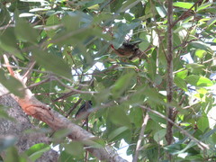 Xiphidiopicus percussus