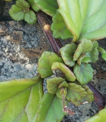 Plectranthus verticillatus image
