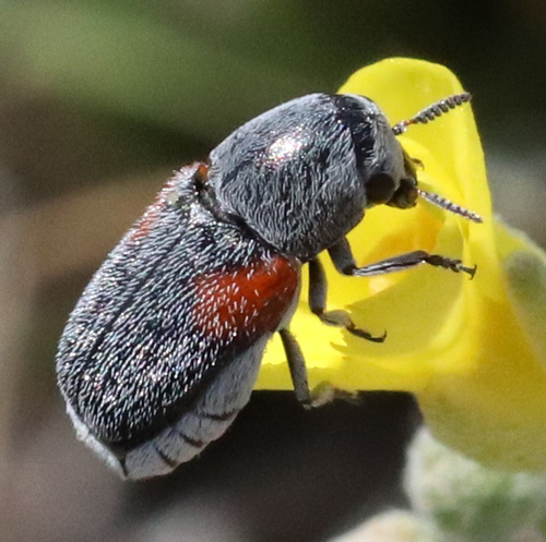 Coleothorpa axillaris (J.L.LeConte, 1868)
