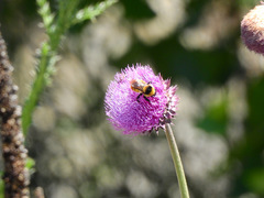 Bombus opifex
