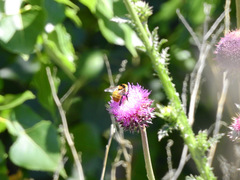 Bombus opifex