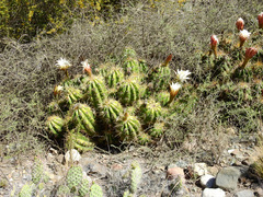 Trichocereus candicans