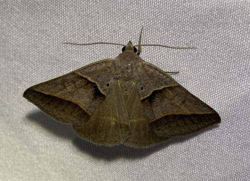 Common Ptichodis Moth photo 3
