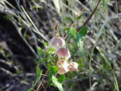 Philibertia gilliesii