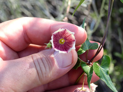 Philibertia gilliesii