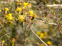 Senecio subulatus