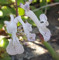Plectranthus verticillatus image