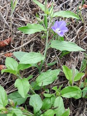 Convolvulus siculus siculus