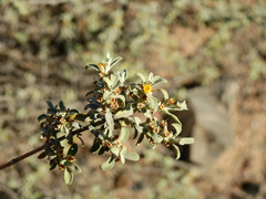Buddleja mendozensis