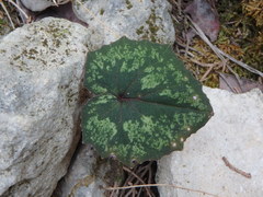 Cyclamen cyprium