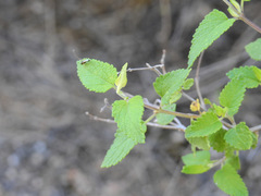 Salvia cuspidata