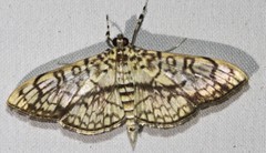 Haritalodes obliqualis