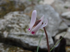 Cyclamen cyprium