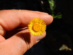 Hysterionica jasionoides