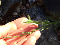 Hysterionica jasionoides