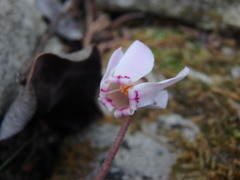 Cyclamen cyprium