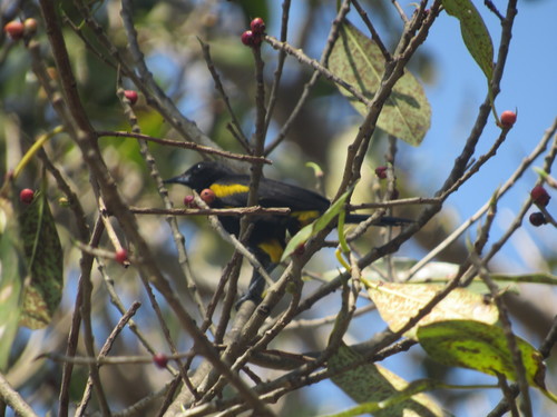 Icterus melanopsis