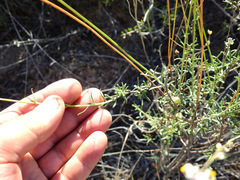 Monnina dictyocarpa