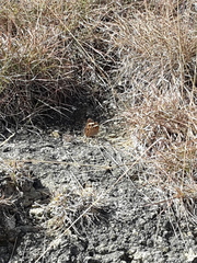Junonia coenia coenia