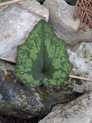 Cyclamen cyprium