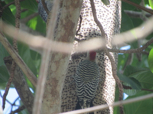 Melanerpes superciliaris