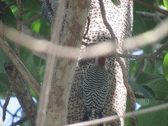 Melanerpes superciliaris