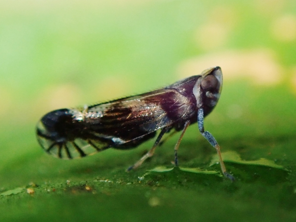 Candicarina