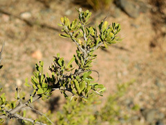 Schinus fasciculata