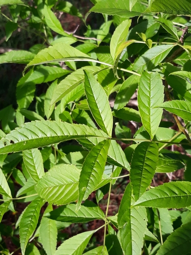 Tecoma stans