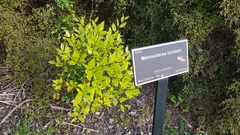 Metrosideros bartlettii