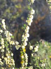 Bougainvillea spinosa