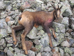 Rupicapra pyrenaica parva
