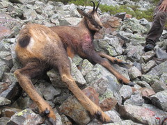 Rupicapra pyrenaica parva