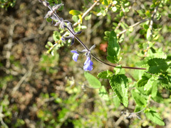Salvia cuspidata